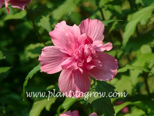 The double pink to red flowers of Hibiscus Lucy